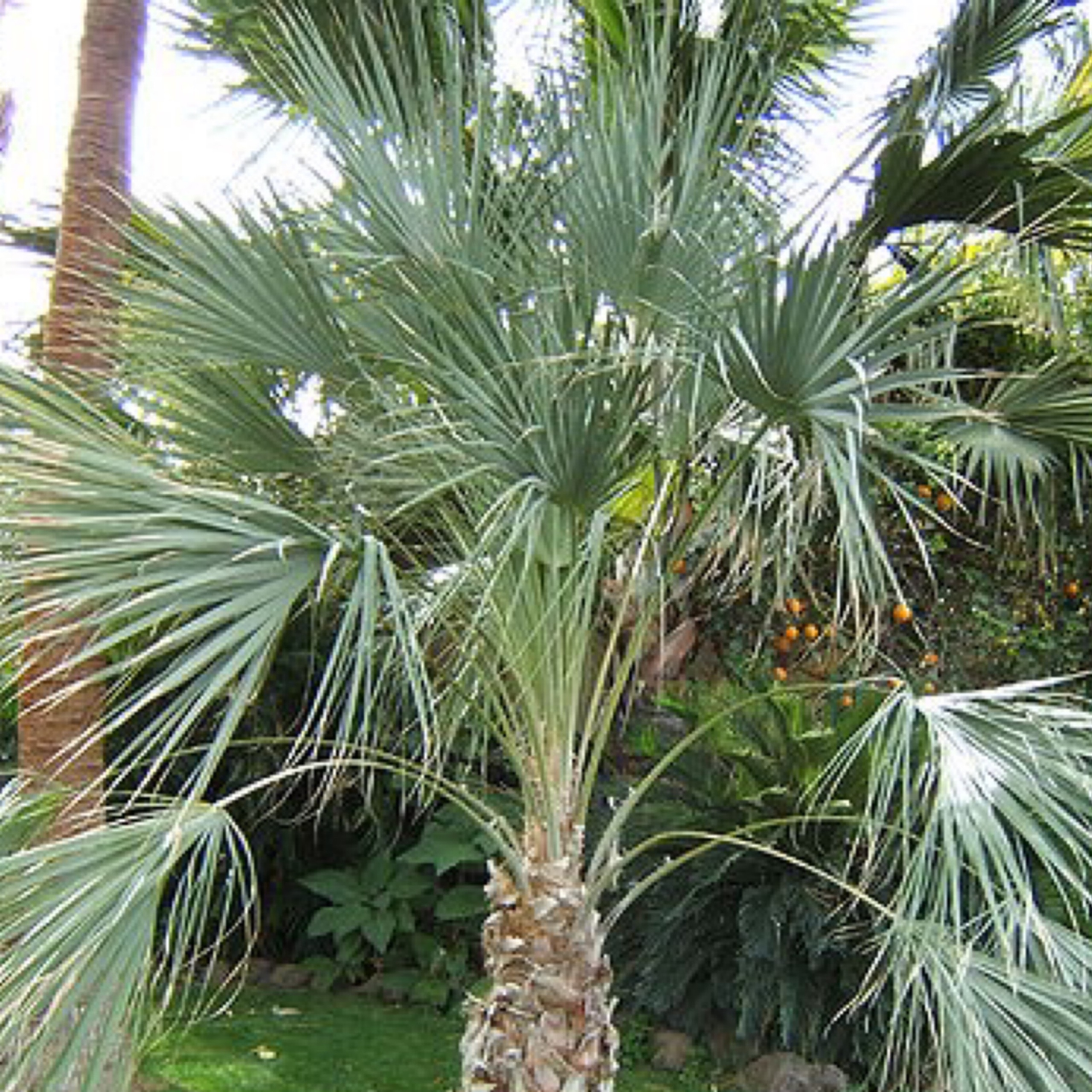 Very Rare Blue Cold Hardy! Millstream Fan Palm Details about   20 Livistona alfredii seeds